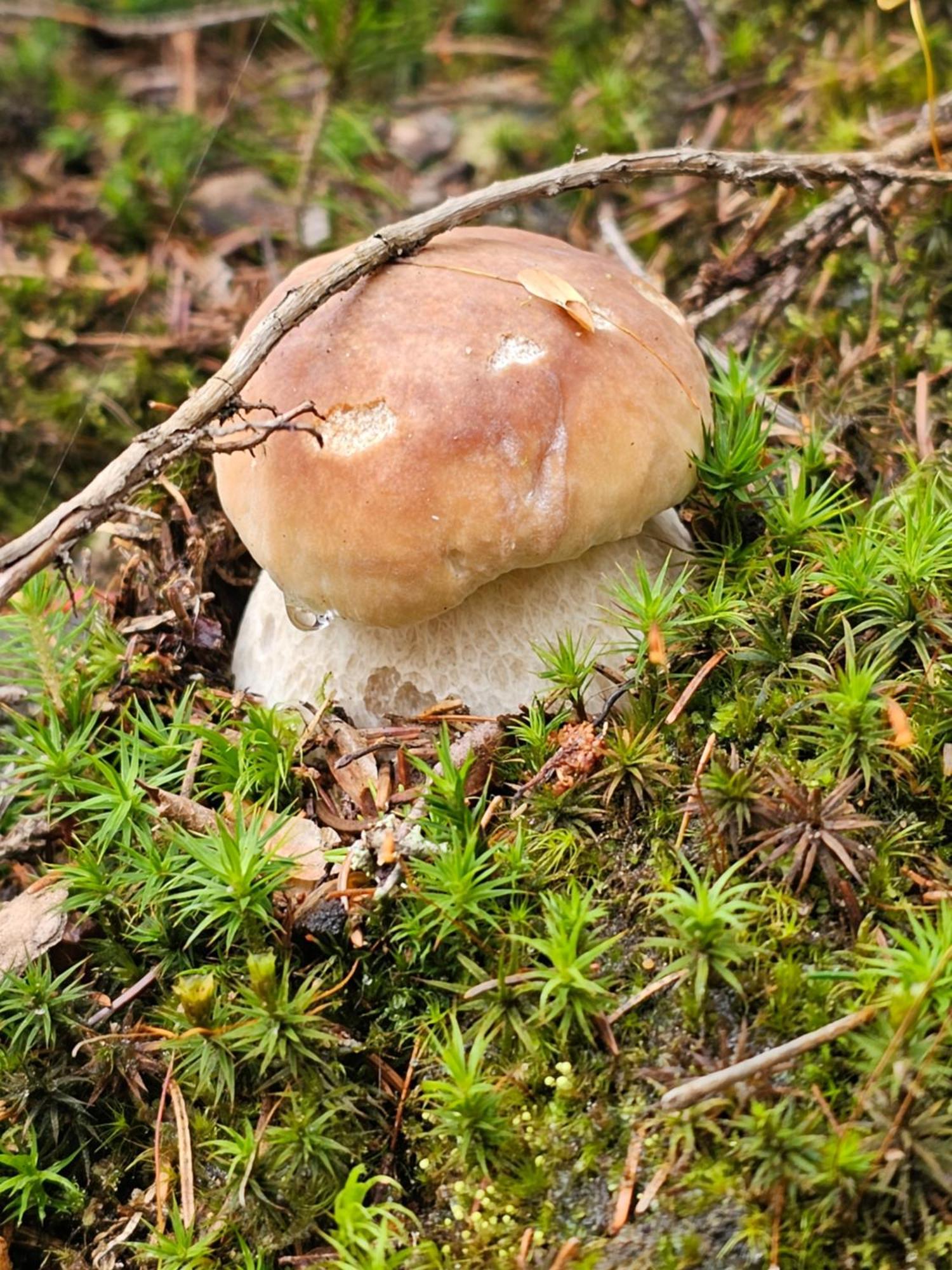 Osmelakowa Dolina Villa Spalona Luaran gambar